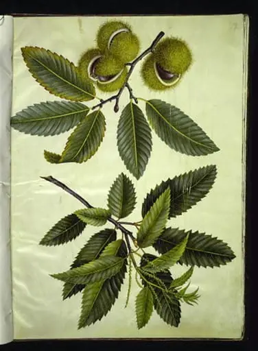 Castanea sativa (ægte kastanje), by Unknown