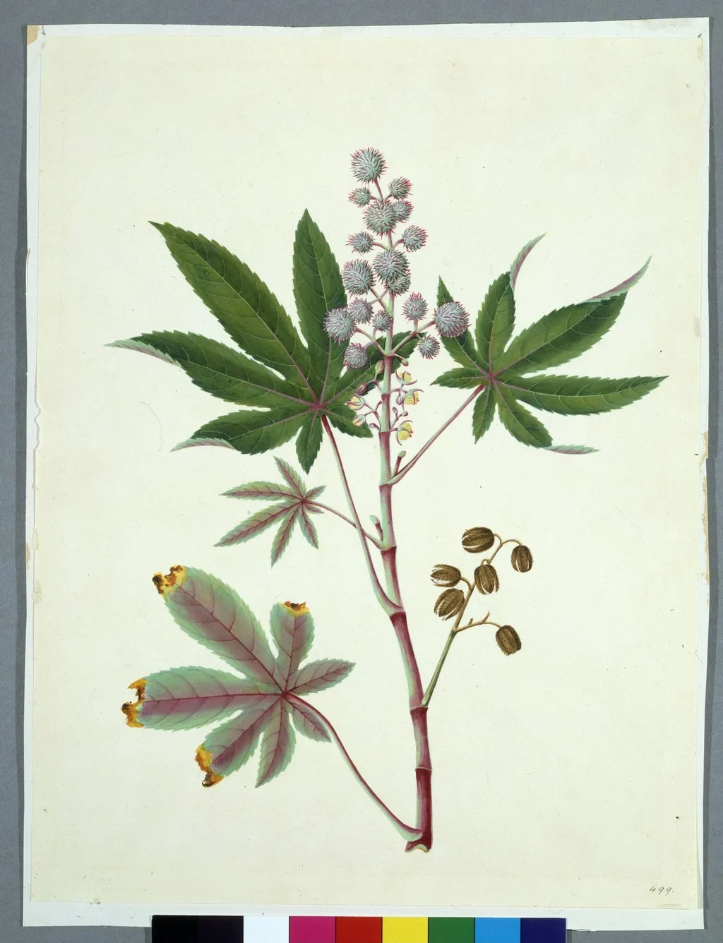Castor Bean, by Unknown, paint, 1818
