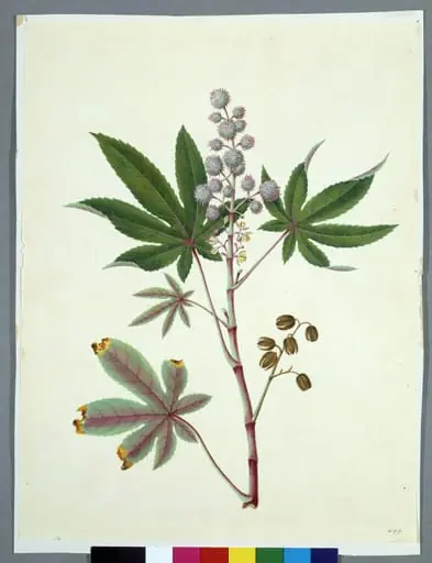 Castor Bean, by Unknown