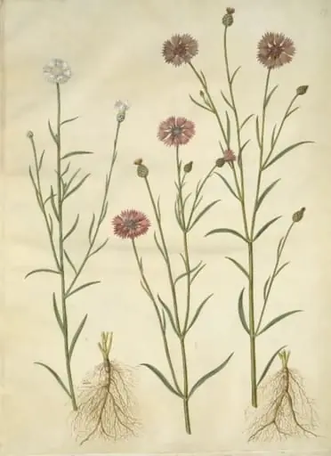 Centaurea cyanus (kornblomst), by Unknown