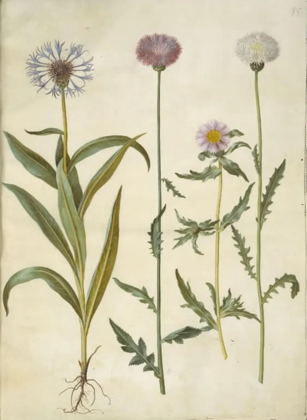 Centaurea montana (bjerg-knopurt); Amberboa moschata (duft-sultan), by Unknown, unspecified, 1654