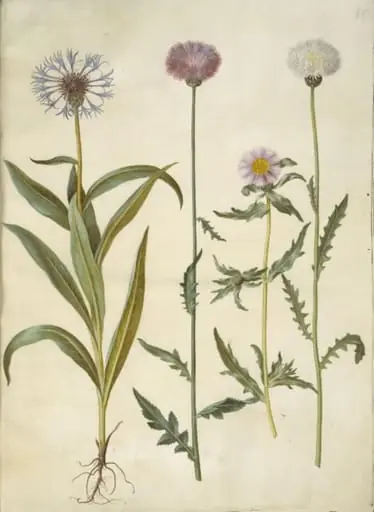 Centaurea montana (bjerg-knopurt); Amberboa moschata (duft-sultan), by Unknown