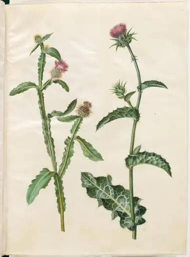 Centaurea seridis; Silybum marianum (almindelig marietidsel), by Unknown