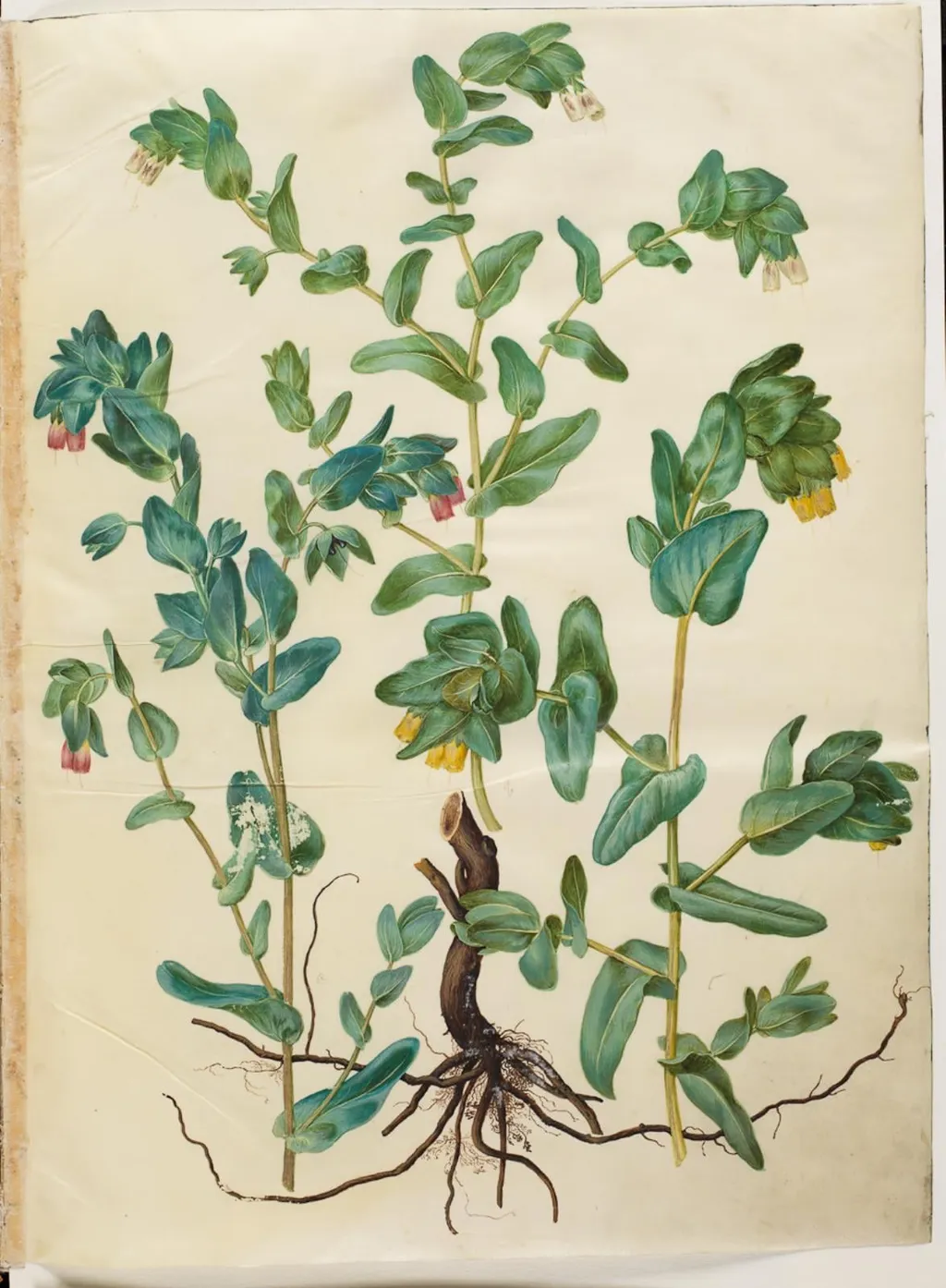 Cerinthe major (stor voksurt), by Unknown, unspecified, 1654