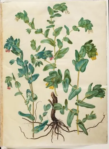Cerinthe major (stor voksurt), by Unknown