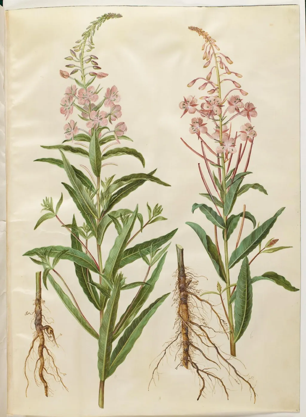 Chamerion angustifolium (smalbladet gederams), by Unknown, unspecified, 1654