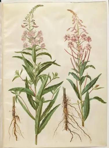 Chamerion angustifolium (smalbladet gederams), by Unknown