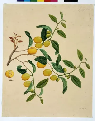 Chinese dates, by Unknown
