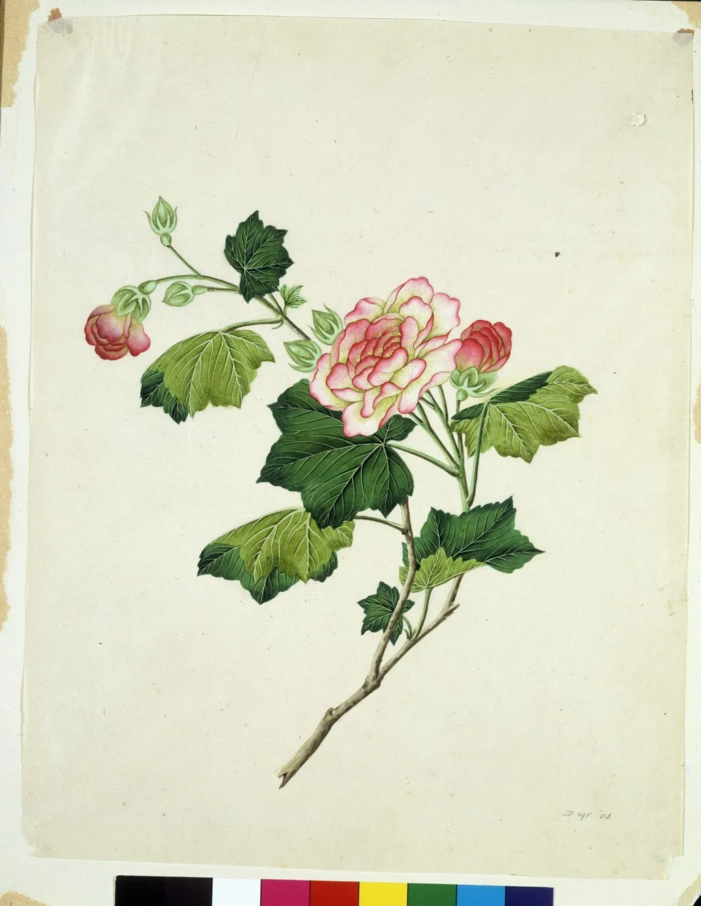 Chinese mallow, by Unknown, paint, 1800