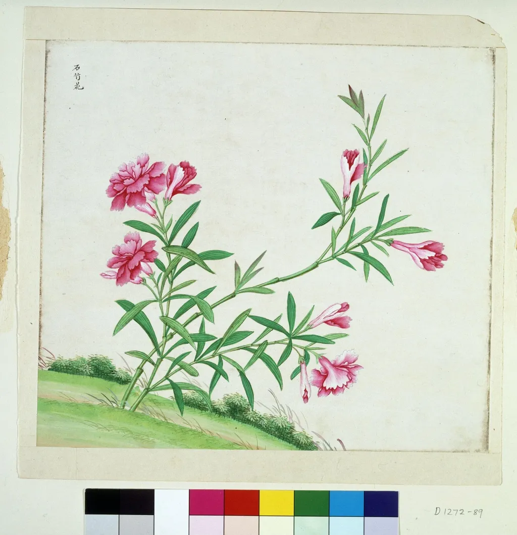 Chinese Pink, by Unknown, paint, 1780