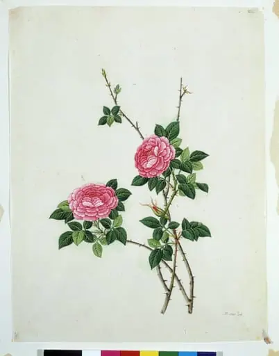 Chinese Rose, by Unknown