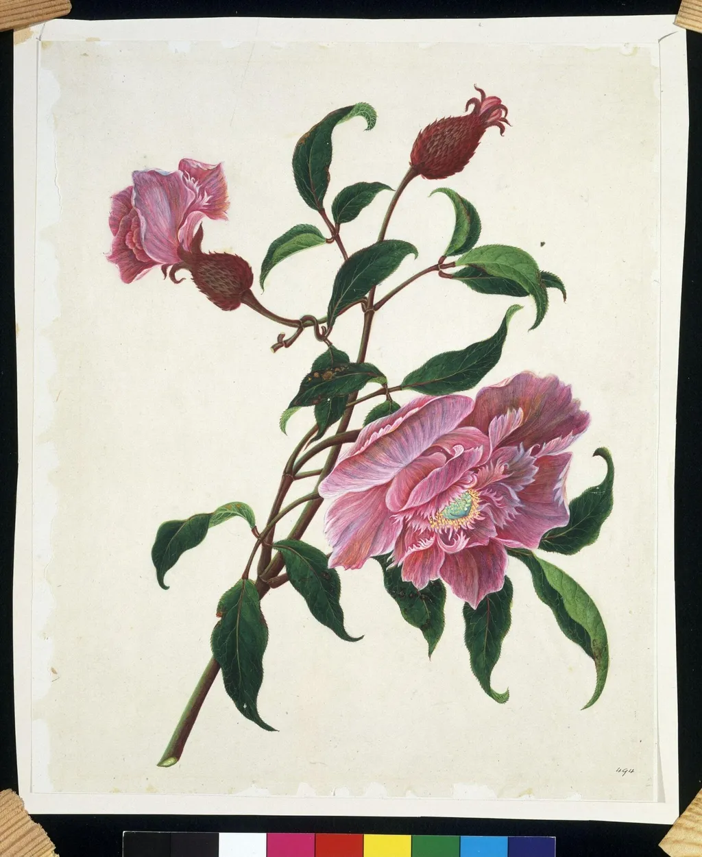 Chinese rose, by Unknown, paint, 1800