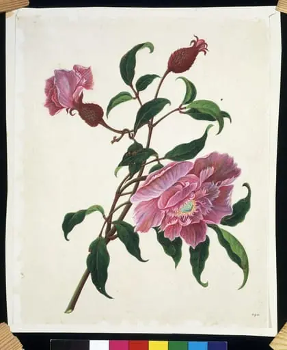 Chinese rose, by Unknown