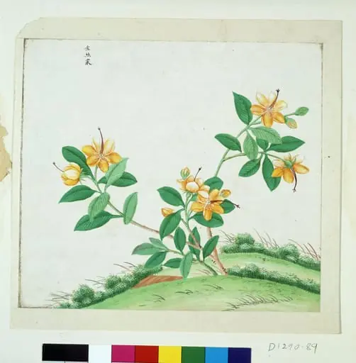 Chinese St Johns Wort, by Unknown