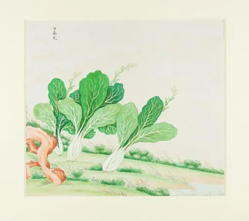 Chinese White Cabbage, by Unknown, 1780