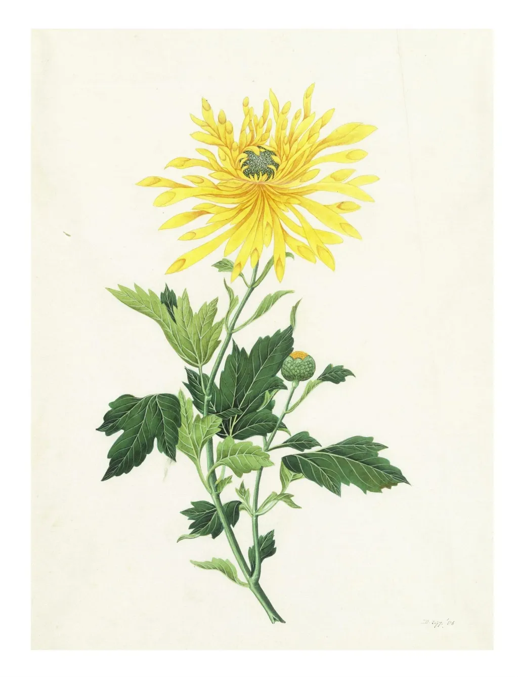 Chrysanthemum, by Unknown, paint, 1800