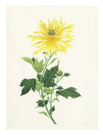 Chrysanthemum, by Unknown