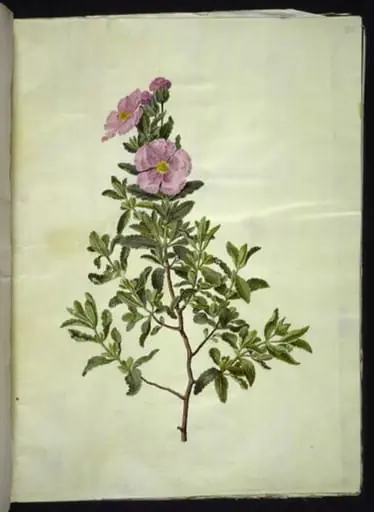 Cistus creticus (kreta-soløjetræ), by Unknown