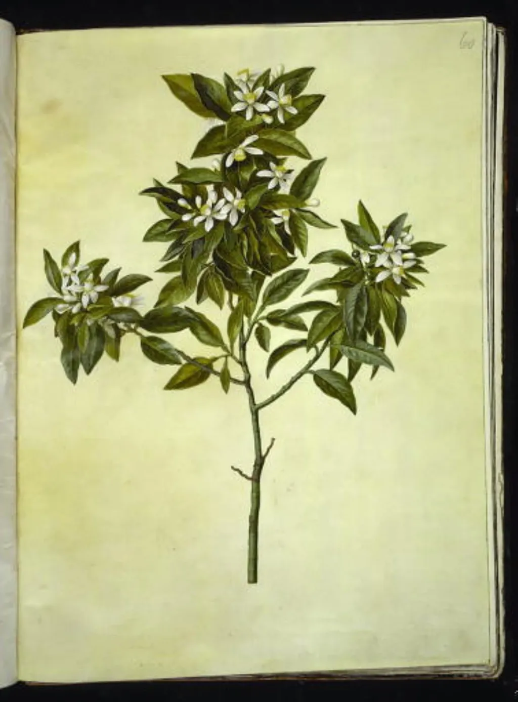 Citrus aurantium (pomerans), by Unknown, unspecified, 1654