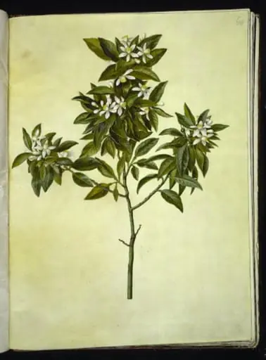 Citrus aurantium (pomerans), by Unknown