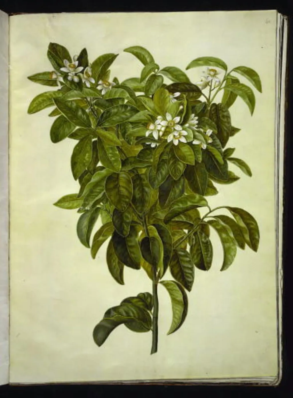 Citrus limon (almindelig citron), by Unknown, unspecified, 1654