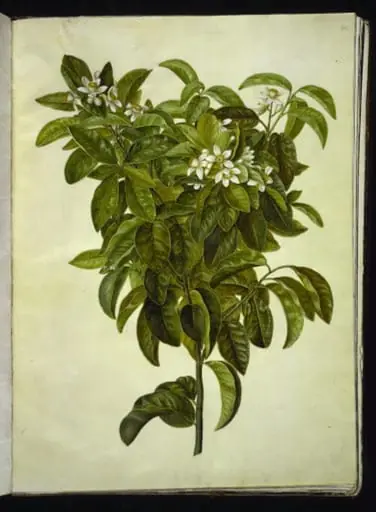Citrus limon (almindelig citron), by Unknown