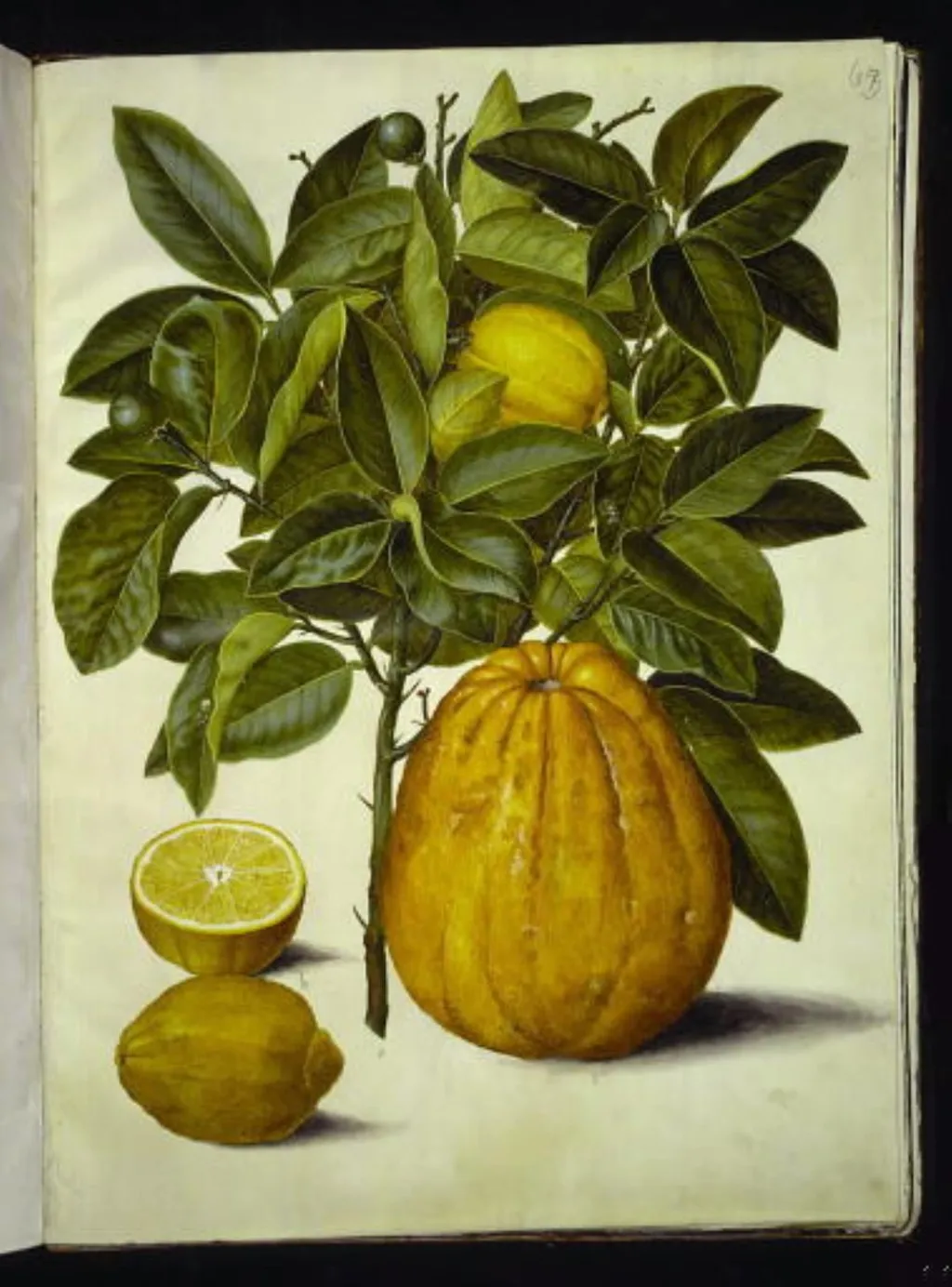 Citrus limon (almindelig citron); Citrus maxima (pompelmus), by Unknown, unspecified, 1654