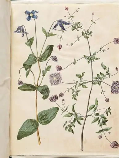 Clematis integrifolia (blå staudeklematis); Clematis viticella (italiensk skovranke), by Unknown