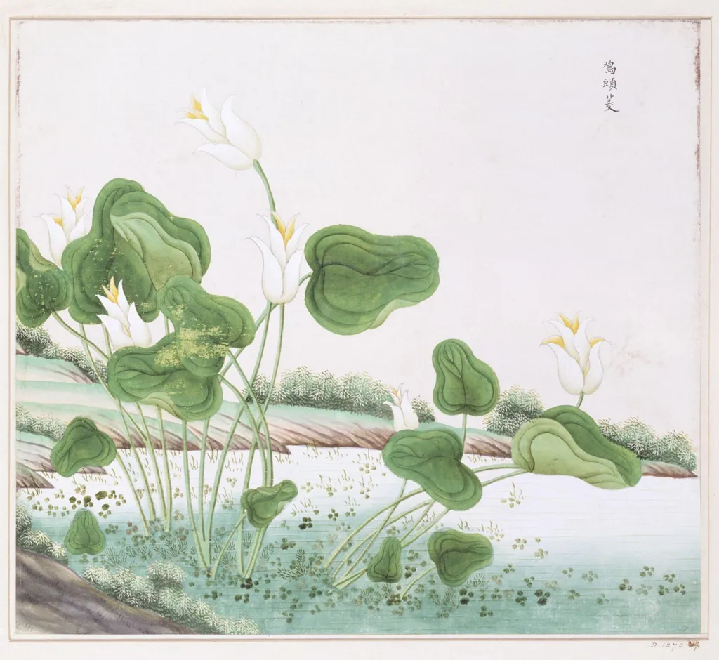 Cock-Head Waterlily, by Unknown, paint, 1780