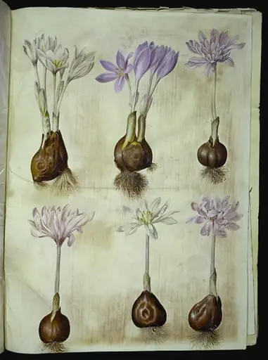 Colchicum autumnale (høst-tidløs), by Unknown