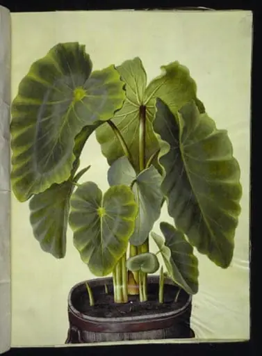 Colocasia esculenta (taro), by Unknown