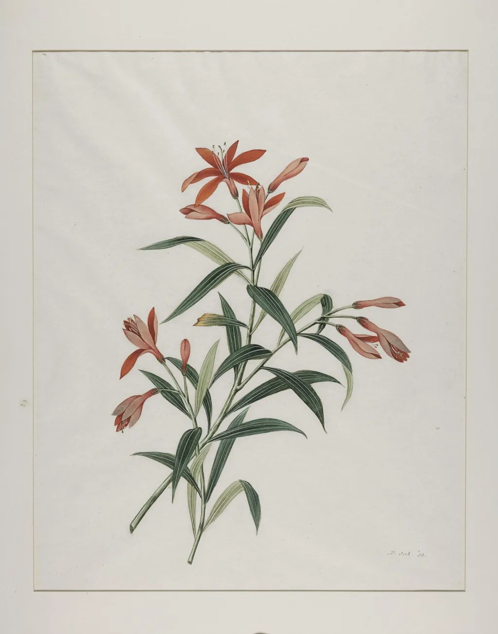 Common orange day lily (hemerocallis fulva), xuan cao, by Unknown, paint, 1800