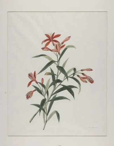 Common orange day lily (hemerocallis fulva), xuan cao, by Unknown