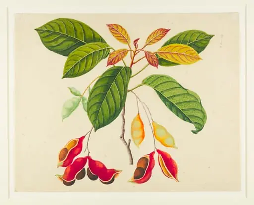 Common Sterculia, by Unknown