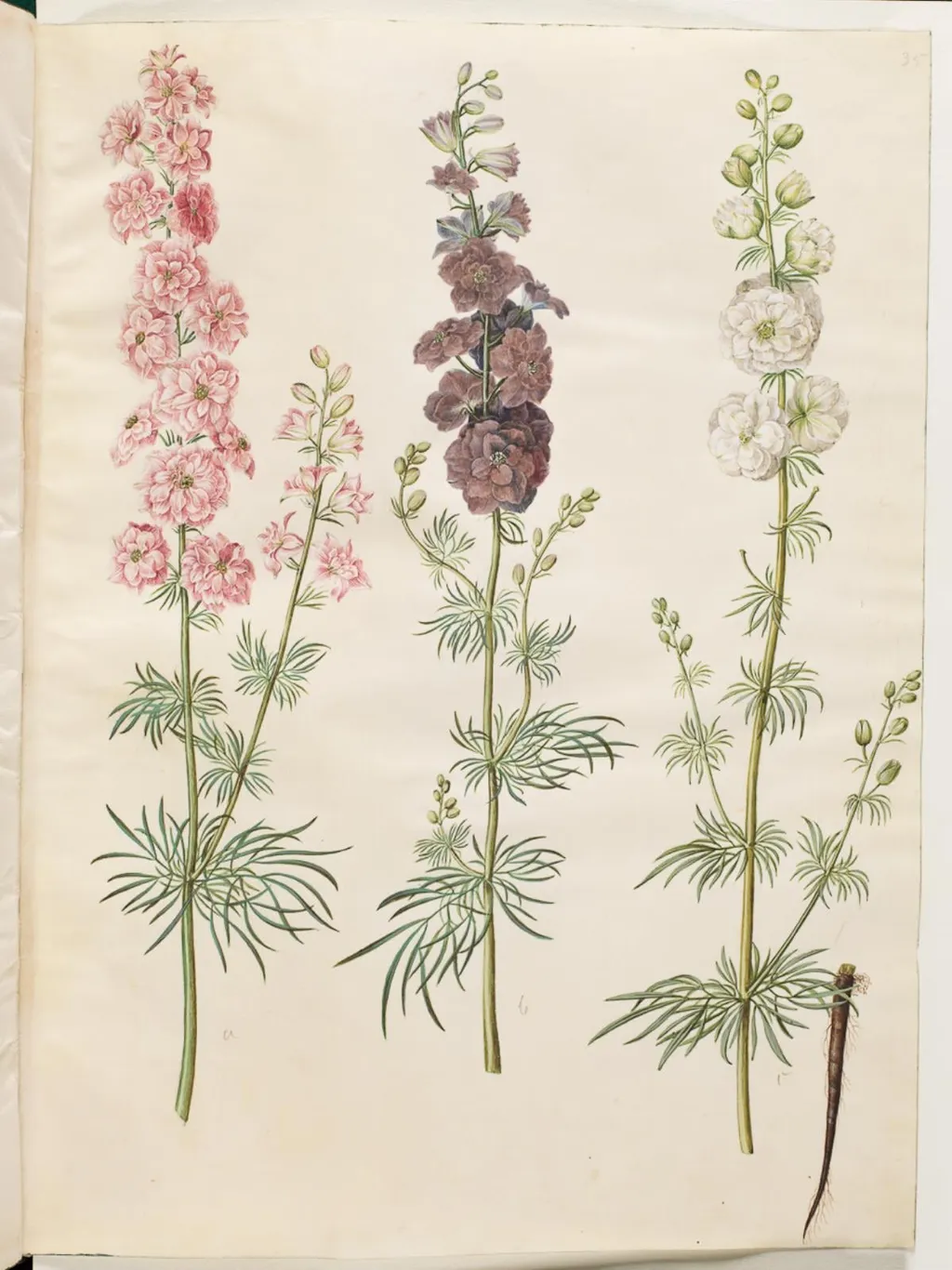 Consolida ajacis (have-ridderspore), by Unknown, unspecified, 1654