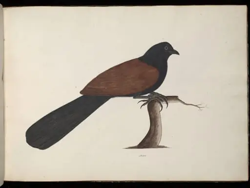 Conucal or crow pheasant, by Unknown