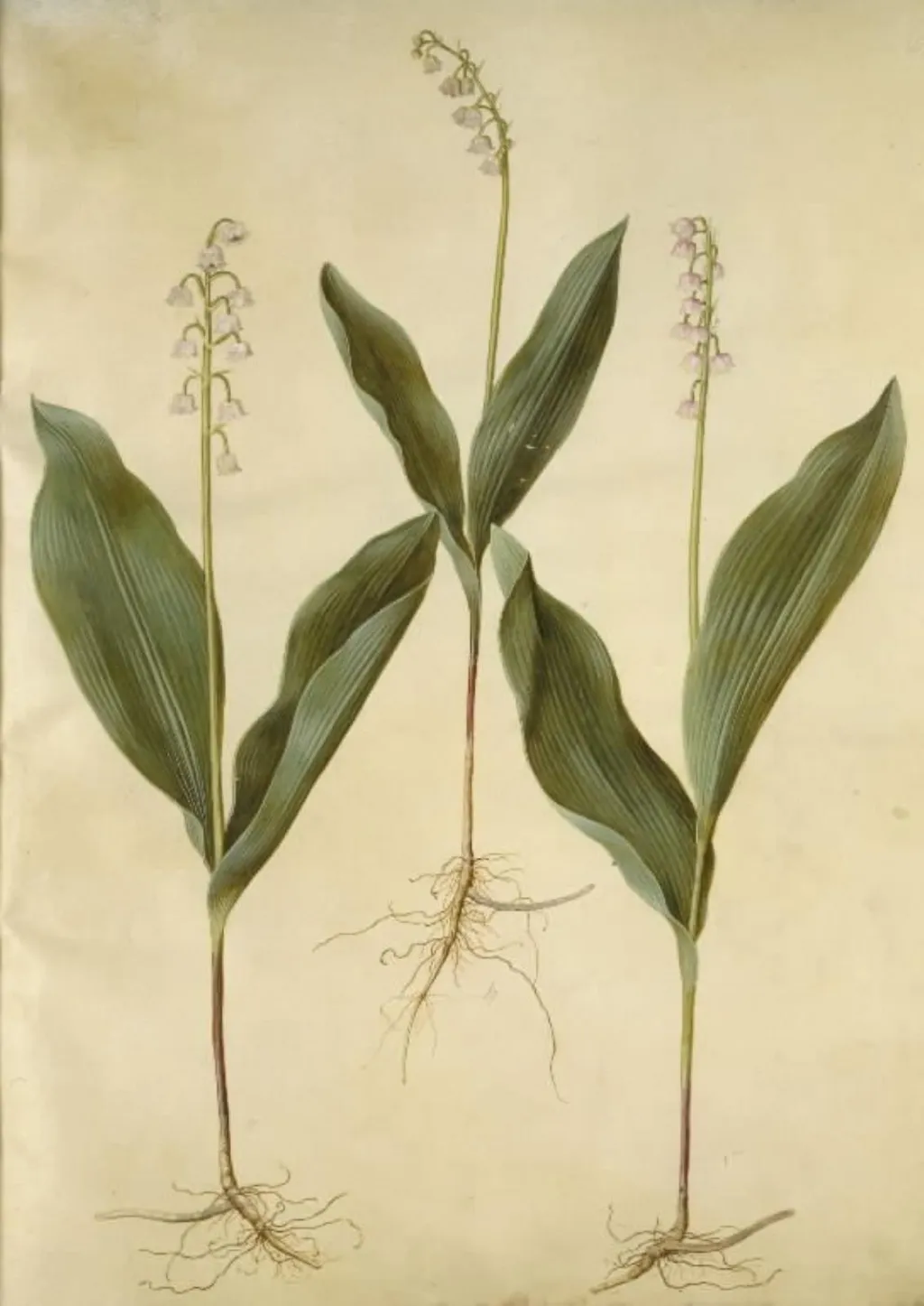 Convallaria majalis (liljekonval); Convallaria majalis (varietet af liljekonval), by Unknown, unspecified, 1654