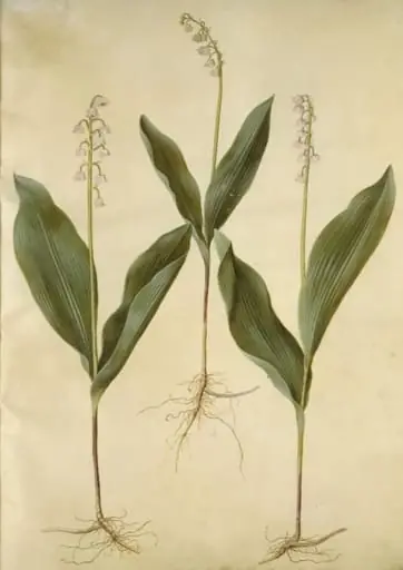 Convallaria majalis (liljekonval); Convallaria majalis (varietet af liljekonval), by Unknown