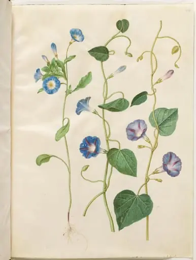 Convolvulus tricolor (jomfruskørt); Ipomoea purpurea (purpur-pragtsnerle), by Unknown