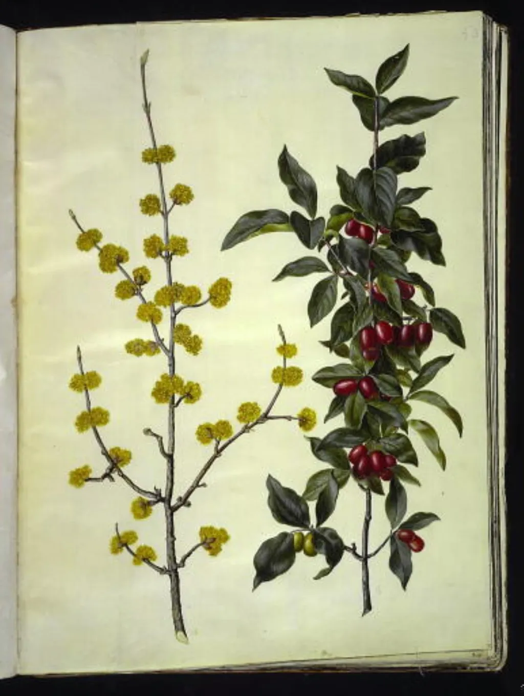 Cornus mas (kirsebær-kornel), by Unknown, unspecified, 1654