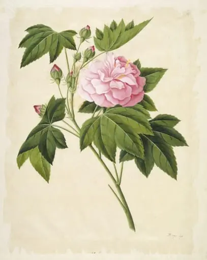 Cotton rose hibiscus, by Unknown