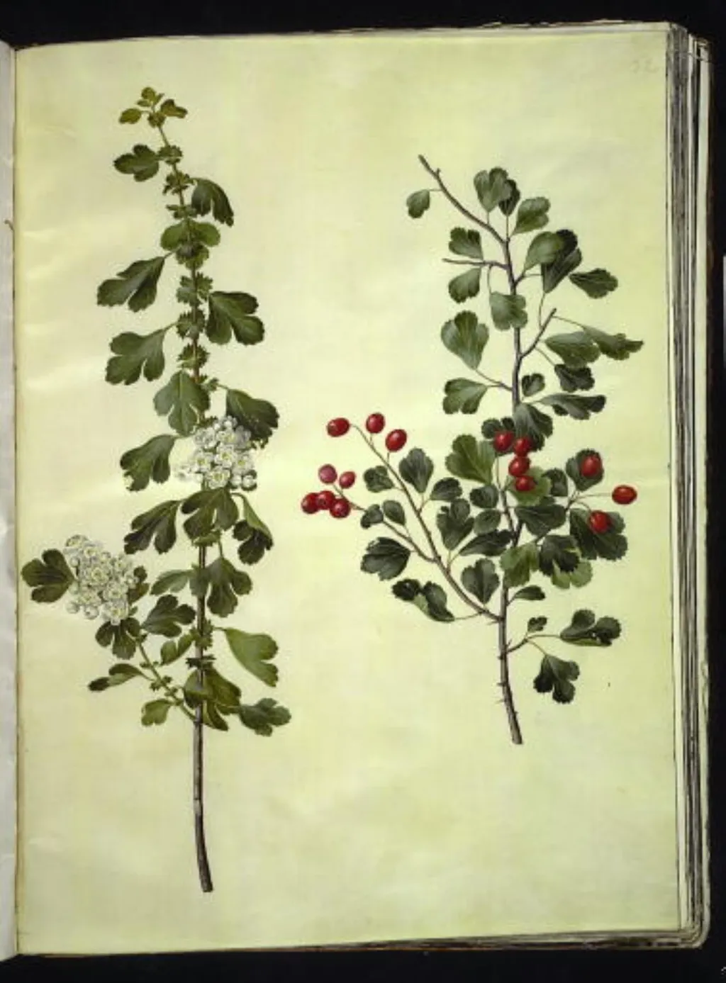 Crataegus laevigata (almindelig hvidtjørn), by Unknown, unspecified, 1654