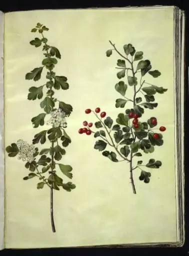Crataegus laevigata (almindelig hvidtjørn), by Unknown