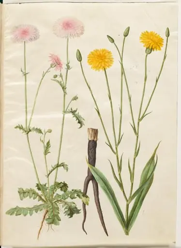 Crepis rubra (rød høgeskæg); Scorzonera hispanica (have-skorzoner), by Unknown