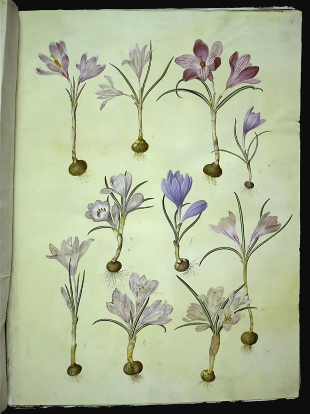 Crocus vernus (vår-krokus), by Unknown, unspecified, 1654