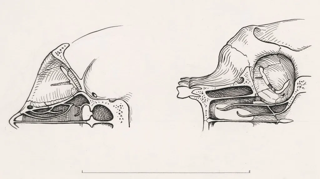 Cross section of the palate and/or nasal cavity of a human and a mammal, by Unknown, 1970