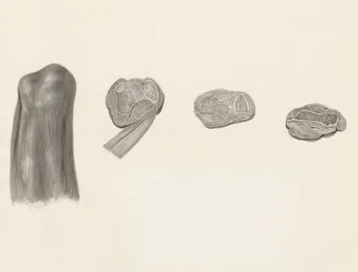 Cross sections of bone and muscular tissue on the hind leg of a lizard, by Unknown