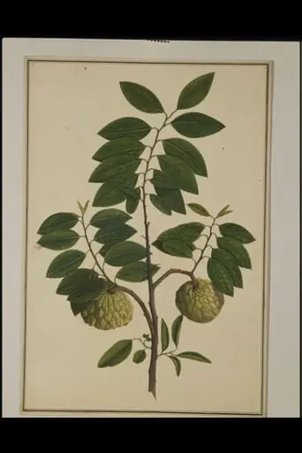 Custard-apple plant, by Unknown