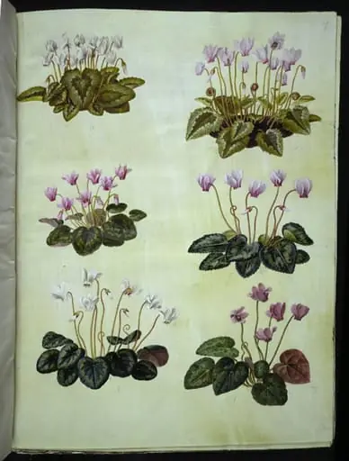 Cyclamen hederifolium (vedbendbladet alpeviol); Cyclamen purpurascens (ægte alpeviol), by Unknown