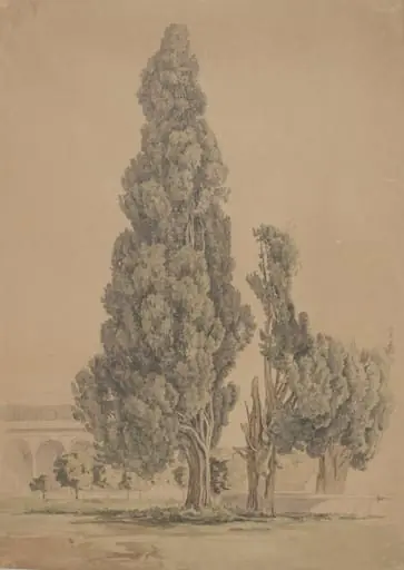 Cypresser, by Unknown